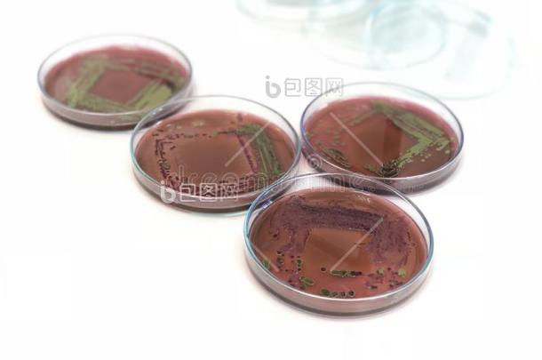 实验室医生拿着接种环和大肠埃希菌培养皿医-包图企业站