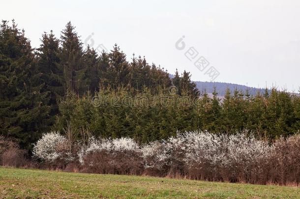 蔷薇科树尖刺-李树的一种.黑刺李白色的花关在上面photohr