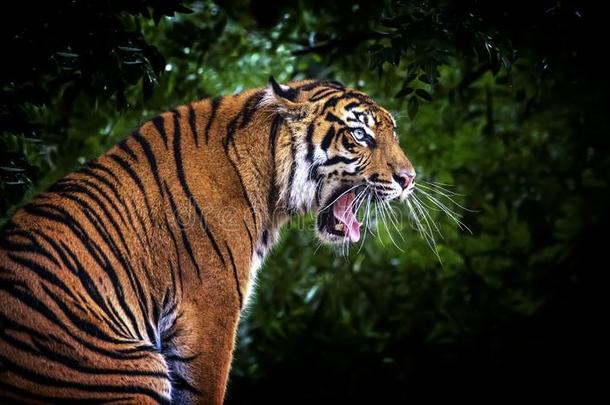 指已提到的人马来人老虎豹属底格里斯河底格里斯河,他坐和吼叫声和