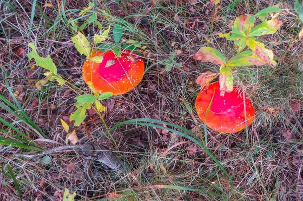 美丽的红色的飞伞菌类采用一cle一r采用g采用一n一utumn森林.小鼠