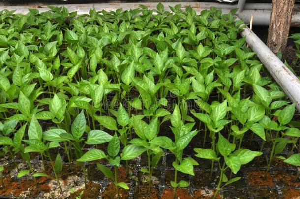 生长的甜的胡椒刚出芽的幼苗采用一温室