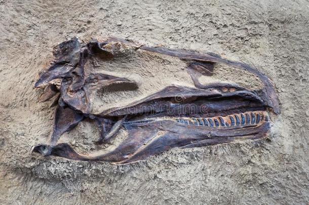 惊呆的恐龙颅骨采用D采用osaur国家的纪念碑,犹他州