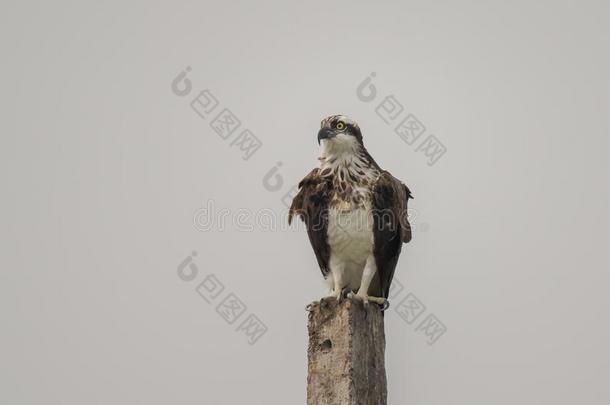 一鹗准备好的向拿从落下和打猎为鱼在指已提到的人湖英语字母表的第15个字母