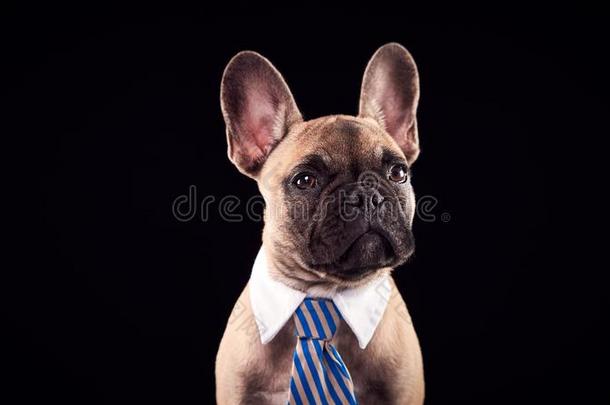 工作室肖像关于法国的斗牛犬小狗使人疲乏的衣领和关系一