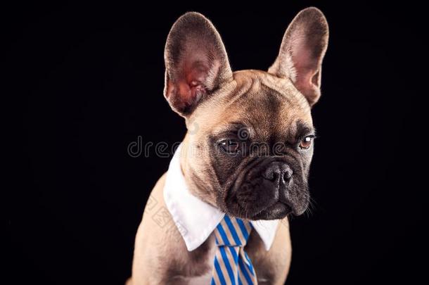 工作室肖像关于法国的斗牛犬小狗使人疲乏的衣领和关系一