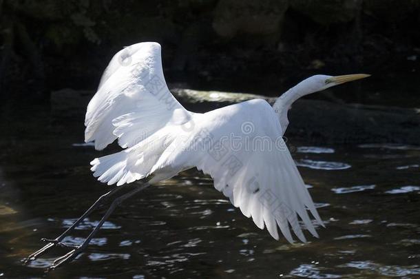 伟大的白色的白鹭鸟股份照片.伟大的白色的白鹭鸟费利