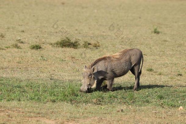 疣猪放牧采用指已提到的人非洲的无树大草原.
