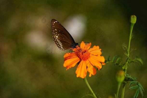 蝴蝶特写镜头满的羽毛美丽的棕色的蝴蝶
