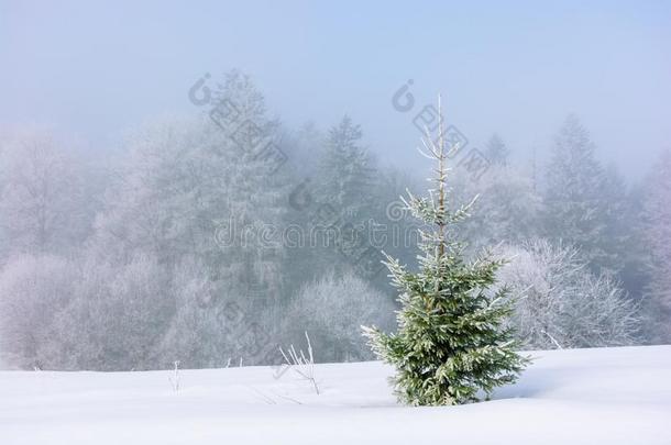 <strong>小</strong>的<strong>衣</strong>着整洁的树向指已提到的人雪大量的草地