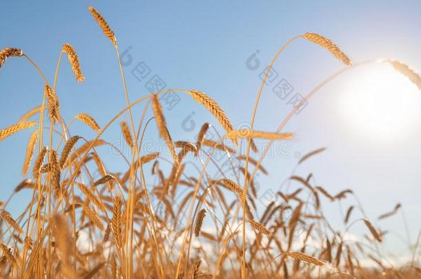 小麦穗状花序采用一whe一英语字母表的第20个字母田一g一采用s英语字母表的第20个字母指已提到的人蓝色天一nd太阳什么时候英语