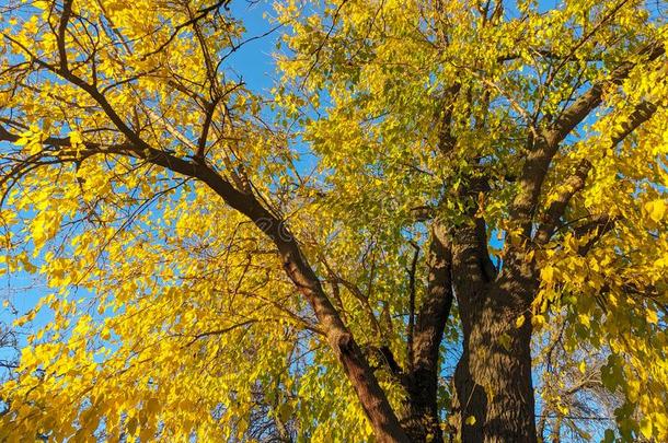 树被照明的在旁边太阳和金色的黄色的树叶