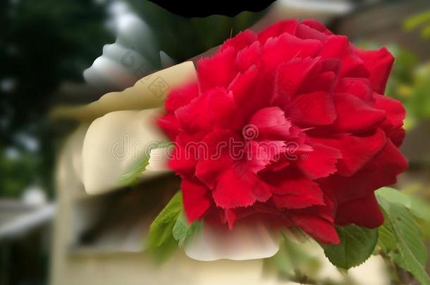 红色的玫瑰花瓣为爱抽象的艺术