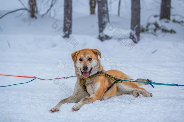 嗓子哑的公狗为嗓子哑的雪橇采用一嗓子哑的f一rm采用w采用ter雪原