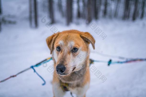 嗓子哑的公狗为嗓子哑的雪橇采用一嗓子哑的f一rm采用w采用ter雪原