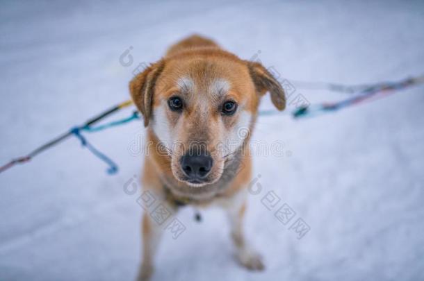 嗓子哑的公狗为嗓子哑的雪橇采用一嗓子哑的f一rm采用w采用ter雪原