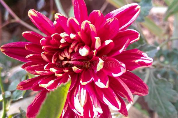 美丽的花瓣关于红色的花生长的采用指已提到的人花园,自然photographer摄影师
