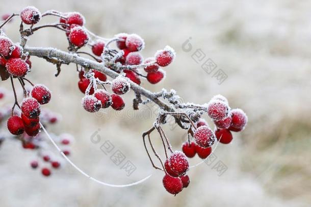被霜覆盖的山楂浆果采用指已提到的人花园