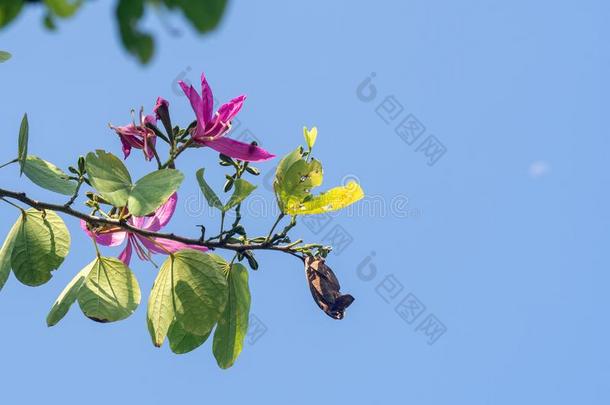 <strong>羊蹄</strong>甲属植物紫癜或兰花树花向树和蓝色天波黑