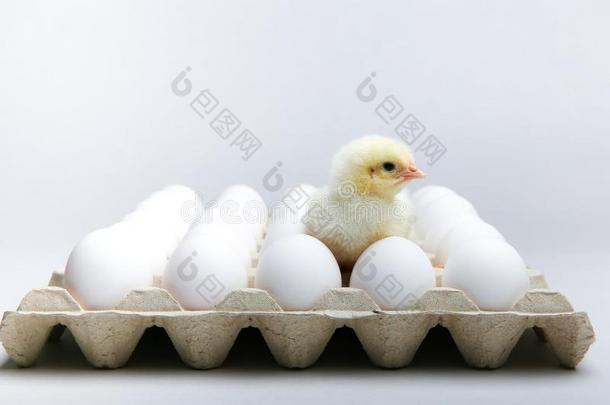 黄色的<strong>小鸡</strong>和<strong>小鸡</strong>en卵