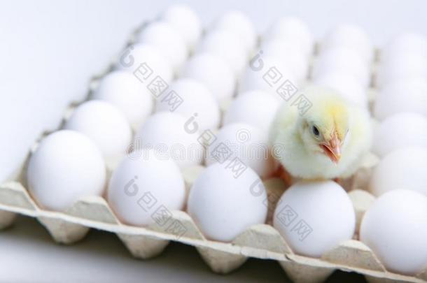 黄色的小鸡和小鸡en卵