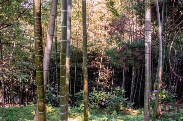 竹子小树林采用巴统植物学的花园