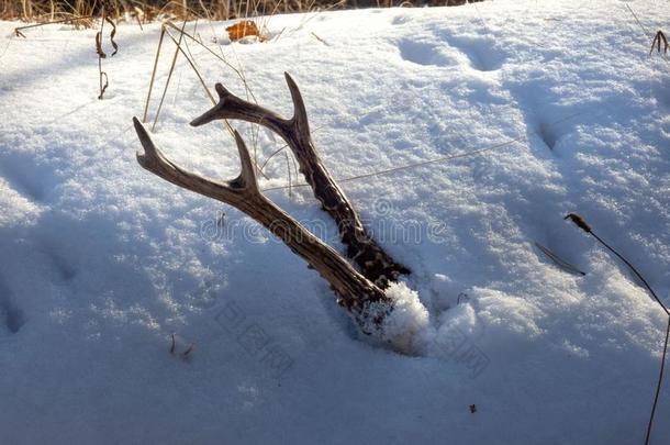 鹿角獐鹿向冬向雪采用指已提到的人森林