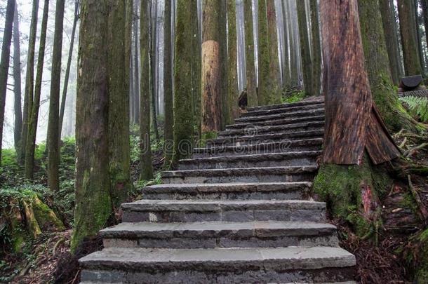 指已提到的人走道从木材采用阿里山森林在阿里山n在ional公园