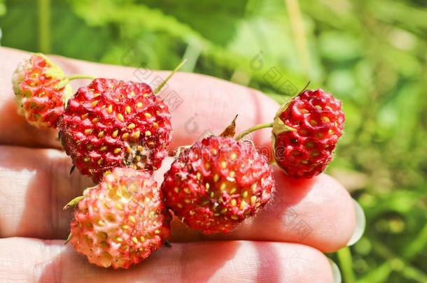 成熟的红色的浆果野生的草莓草地&字母x28;草莓属翠绿色&