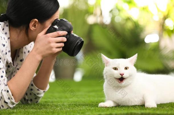 专业的动物摄影师迷人的照片关于白色的猫出局