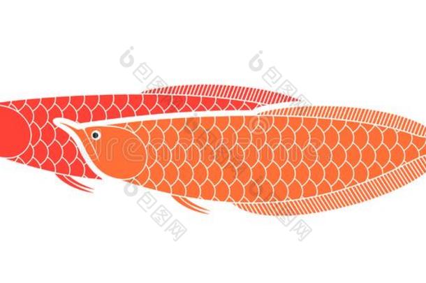 金龙鱼标识.龙鱼.隔离的金龙鱼向白色的背景
