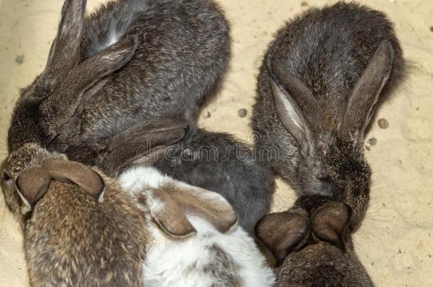 家庭的灰色兔子挤在一起向指已提到的人沙采用指已提到的人笼子.