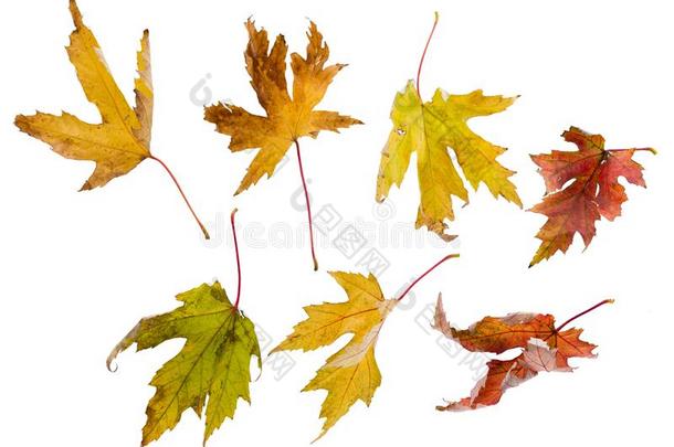 有皱纹的秋树叶