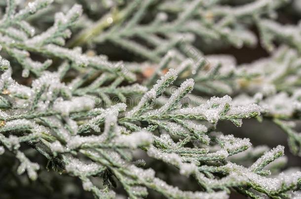 冬下雪的背景和金钟柏树树枝.圣诞节卡片