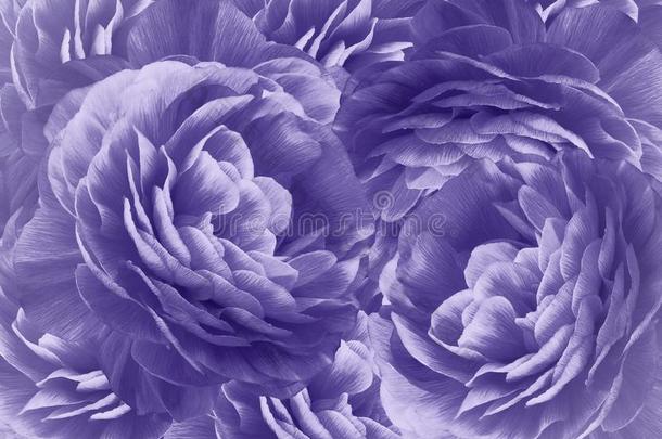 花的紫色的背景.一花束关于紫色的玫瑰花.