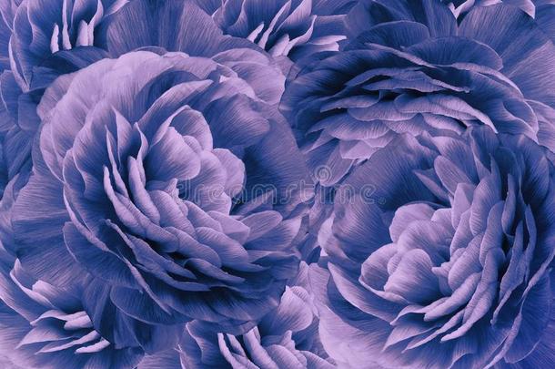 花的酿酒的紫色的-蓝色背景.一花束关于紫色的-蓝色