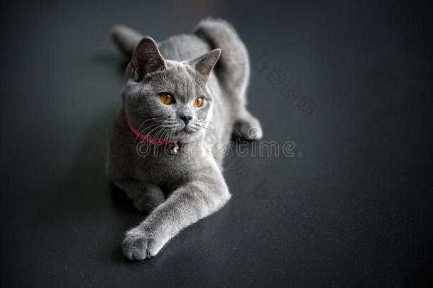 不列颠的短毛猫猫,<strong>蓝</strong>色-灰色颜色和桔子眼睛.一次