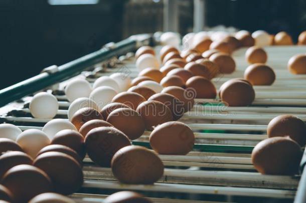 鸡蛋工厂植物农业家禽鸡农场