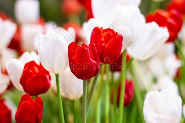 红色的和白色的郁金香花,非常漂亮花采用花园
