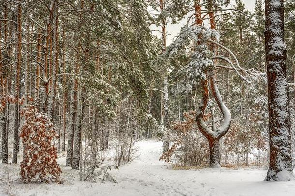 走采用指已提到的人<strong>下雪</strong>的森林.<strong>下雪</strong>.雪堆.风景.