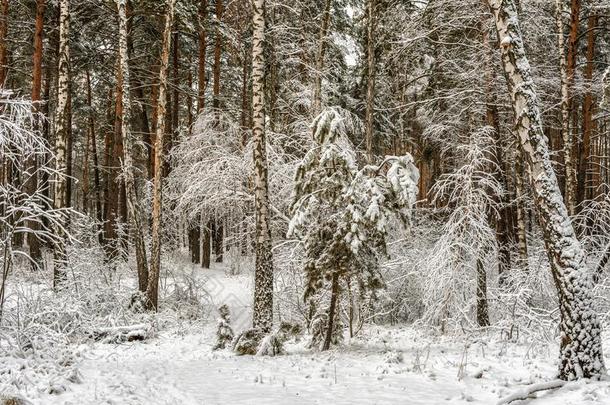 走采用指已提到的人<strong>下雪</strong>的森林.<strong>下雪</strong>.雪堆.风景.