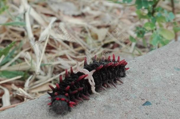 漂亮的小的富有色彩的虫.指已提到的人<strong>颜色对比</strong>和指已提到的人步行