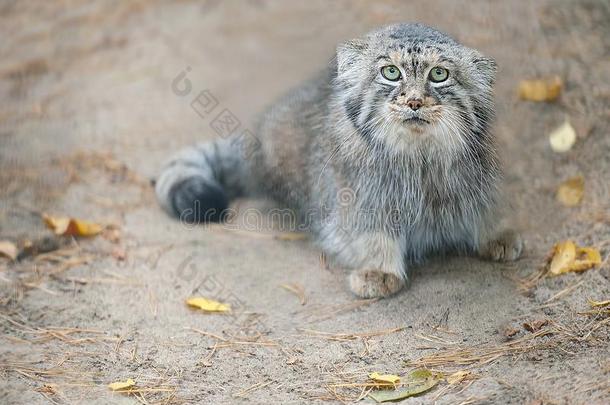 金钯铂合金猫奥多科布小野猫.小野猫是（be的三单形式活的采用指已提到的人草原一