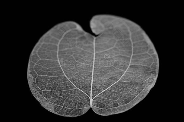干的干燥的叶子详述质地向黑的背景.Skelet向关于叶子
