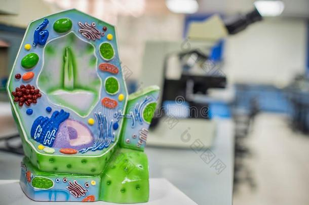 模型关于植物细胞采用实验室为教育