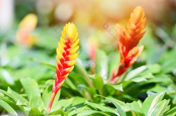 凤梨科植物花-美丽的红色的和黄色的凤梨科植物采用花园