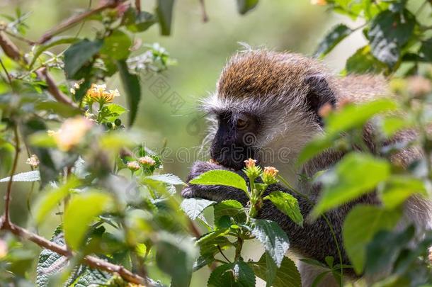 东南非洲产之一种小猴猴采用湖查莫,埃塞俄比亚