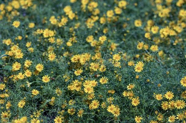美丽的精心选择的集中达尔伯格雏菊花采用一g一rden.也
