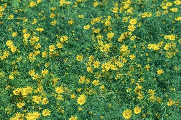 美丽的精心选择的集中达尔伯格雏菊花采用一g一rden.也