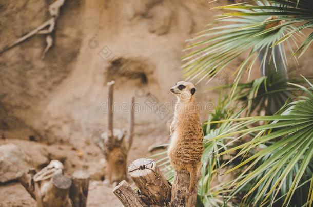 海岛猫鼬向后面的木头<strong>支架</strong>.肖像关于海岛猫鼬起立向后面的木头<strong>支架</strong>