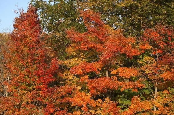 秋风景风景股份照片.秋风景多种多样